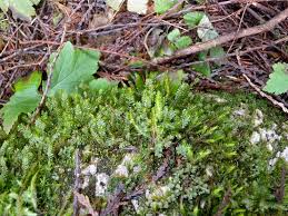 Attēlu rezultāti vaicājumam “Plagiochila porelloides”
