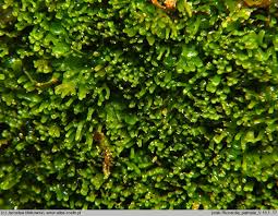 Attēlu rezultāti vaicājumam “Riccardia palmata”