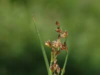 Attēlu rezultāti vaicājumam “Juncus alpinoarticulatus fruit”