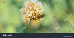 Attēlu rezultāti vaicājumam “Cribraria rubiginosa macro”