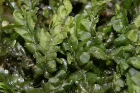 Attēlu rezultāti vaicājumam “Chiloscyphus”