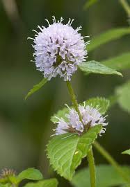 Attēlu rezultāti vaicājumam “Mentha longifolia flower”