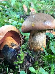 Attēlu rezultāti vaicājumam “Boletus luridus”