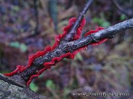 Attēlu rezultāti vaicājumam “Cytidia salicina”