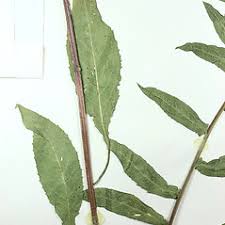 Attēlu rezultāti vaicājumam “Centaurea phrygia bud”