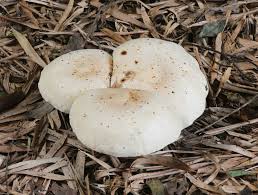 Image result for macrocybe titans
