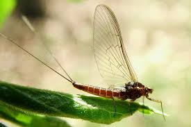 Attēlu rezultāti vaicājumam “Ephemeroptera”