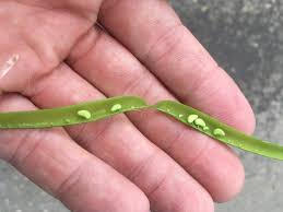 Attēlu rezultāti vaicājumam “Caragana arborescens fruit”
