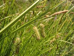 Attēlu rezultāti vaicājumam “Carex pseudocyperus”