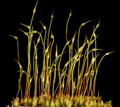 Attēlu rezultāti vaicājumam “Funaria hygrometrica”