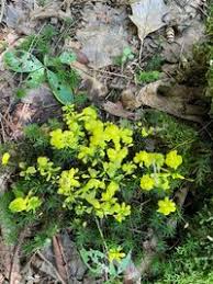 Attēlu rezultāti vaicājumam “Badhamia lilacina”