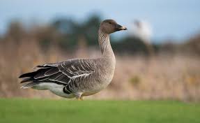 Attēlu rezultāti vaicājumam “Anser serrirostris adult”