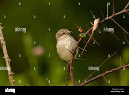 Attēlu rezultāti vaicājumam “Lanius collurio female”