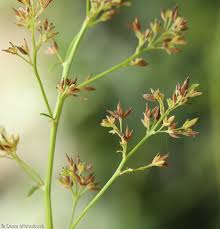 Attēlu rezultāti vaicājumam “Thalictrum lucidum flower”