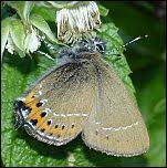 Attēlu rezultāti vaicājumam “Satyrium pruni underside”