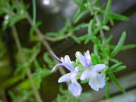 Rosemary (yes, I also have - via Daymix