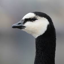 Attēlu rezultāti vaicājumam “Branta leucopsis adult”