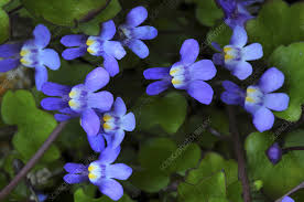 Attēlu rezultāti vaicājumam “Cymbalaria muralis flower”