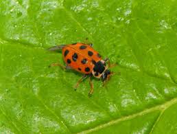 Attēlu rezultāti vaicājumam “Hippodamia tredecimpunctata”