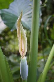 Attēlu rezultāti vaicājumam “Cephaloziella elachista macro”