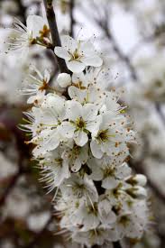 Attēlu rezultāti vaicājumam “Prunus spinosa”
