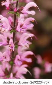 Image result for Salvia pratensis `Rose Rhapsody