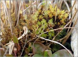 Attēlu rezultāti vaicājumam “Bryum pseudotriquetrum”