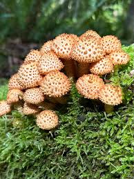 Attēlu rezultāti vaicājumam “Pholiota squarrosa”