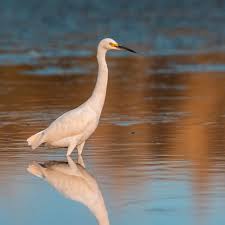 Image result for Egretta thula