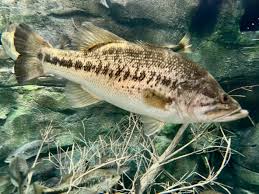 Image result for Micropterus salmoides