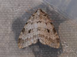 Attēlu rezultāti vaicājumam “Epirrita sp.”