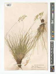 Attēlu rezultāti vaicājumam “Festuca psammophila”