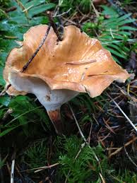 Attēlu rezultāti vaicājumam “Polyporus melanopus”