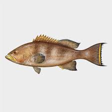 Image result for Mycteroperca interstitialis