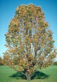 Attēlu rezultāti vaicājumam “Aesculus hippocastanum”