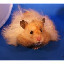 Image result for хомяк
