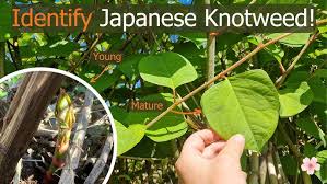 Attēlu rezultāti vaicājumam “Reynoutria japonica”