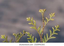 Attēlu rezultāti vaicājumam “Thuja occidentalis leaf”