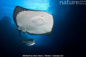 Image result for Bathytoshia brevicaudata