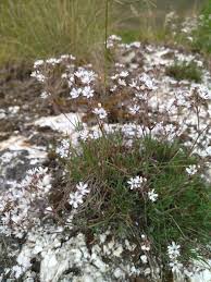 Attēlu rezultāti vaicājumam “Gypsophila fastigiata flower”