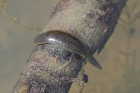 Attēlu rezultāti vaicājumam “Haemopis sanguisuga”