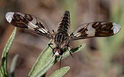Attēlu rezultāti vaicājumam “Bombyliidae”