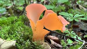 Attēlu rezultāti vaicājumam “Tremiscus helvelloides”