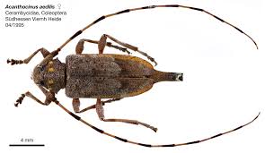 Attēlu rezultāti vaicājumam “Acanthocinus aedilis”