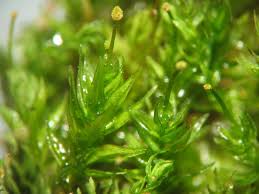 Attēlu rezultāti vaicājumam “Aulacomnium androgynum sporophyte”