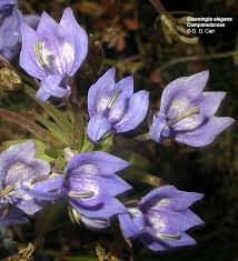 Attēlu rezultāti vaicājumam “Lobeliaceae”