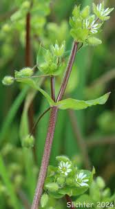 Attēlu rezultāti vaicājumam “Stellaria media”