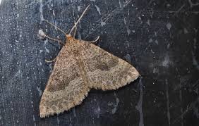 Attēlu rezultāti vaicājumam “Larentia clavaria”