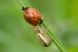 Attēlu rezultāti vaicājumam “Xysticus ulmi”
