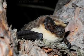 Attēlu rezultāti vaicājumam “Vespertilio murinus”